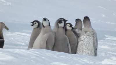 When emperor penguin chicks leave their nesting colonies at around 5 months of age, they head to the sea. The chicks are often unaccompanied, and it can be a long and dangerous journey. When these chicks encountered a giant petrel, an intrepid Adelie peng