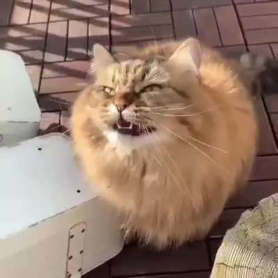 Is it valid as Chonker?