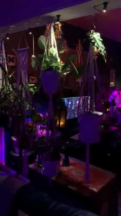 Trippy Jungle Apartment