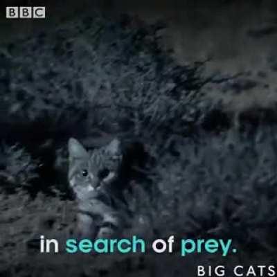 Africas smallest cat is also the worlds deadliest...