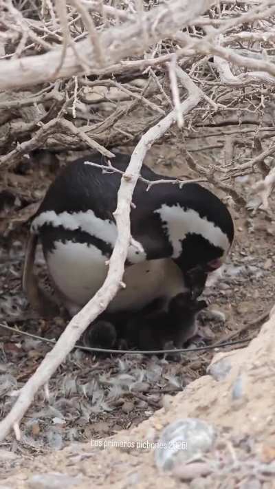 Así se está viviendo la temporada de polluelos de pingüino en Península Valdés