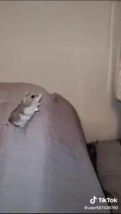 Silly wunk thinks he can fly