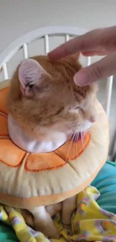 Citi offers a trade: He recieve nose rubs, you recieve teefies