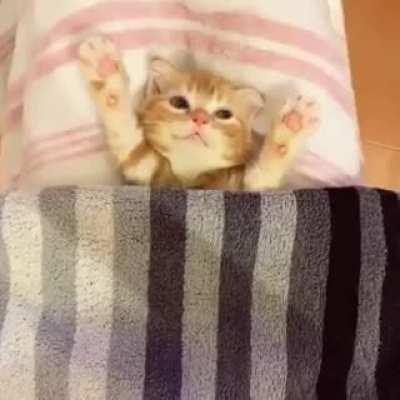 Cute cat