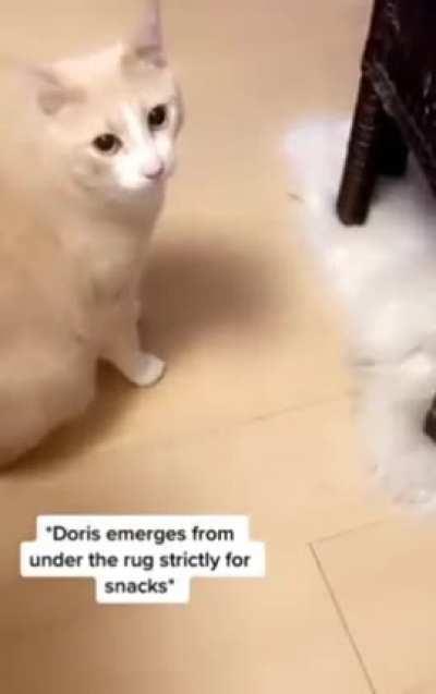 Did somebody say treats?