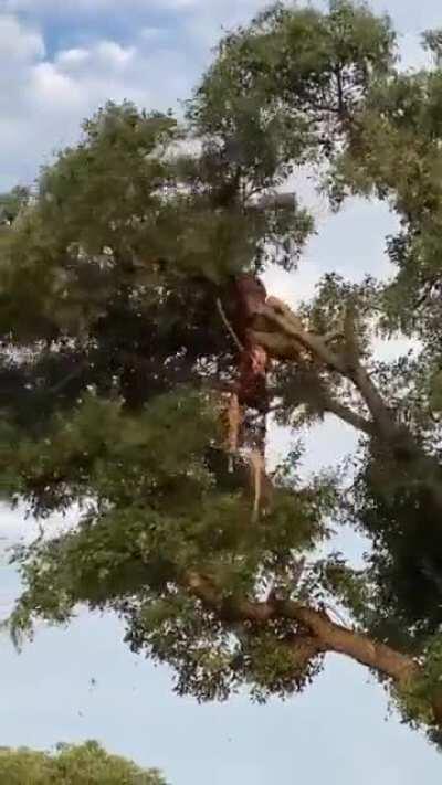 Big cats claiming ownership over the piece of meat