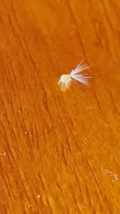 Who is this adorably fierce little dude in Soley, Costa Rica? Wait for it…