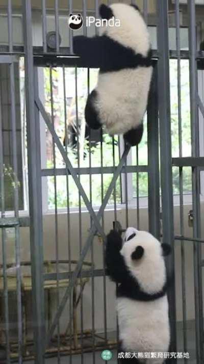 A panda a day keeps the sorrow away