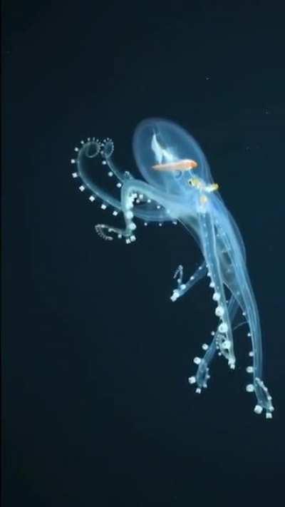 Extremely rare! “Glass Octopus” off the Phoenix Islands