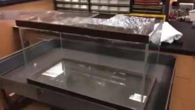 Sulfur hexafluoride (SF₆) is a colorless, odorless and fireproof greenhouse gas. Since it is about 5 times heavier than air, it collapses into the glass box and acts as if it were liquid.