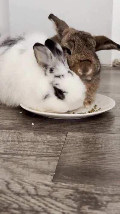 they insist on eating breakfast as close together as possible