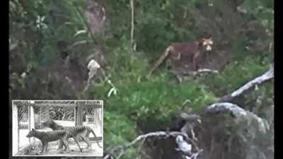 Thoughts on Tasmanian Tiger mains allegedly coming back