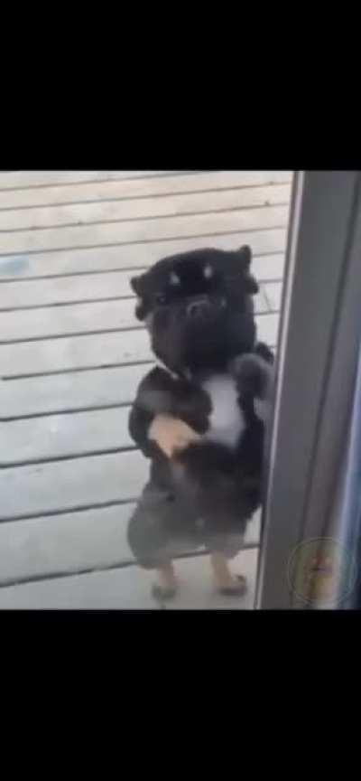 Когда очень рад видеть хозяйку