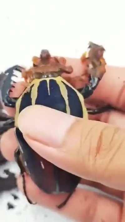 The kinder eggs are getting out of hand these days