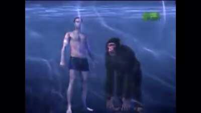 Chimps will drown