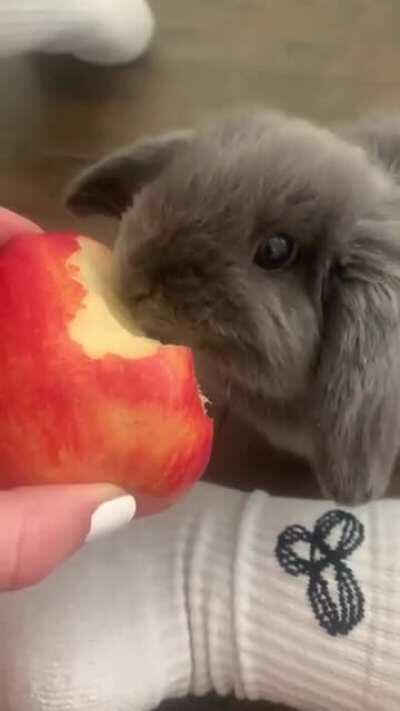 Appa likes apples