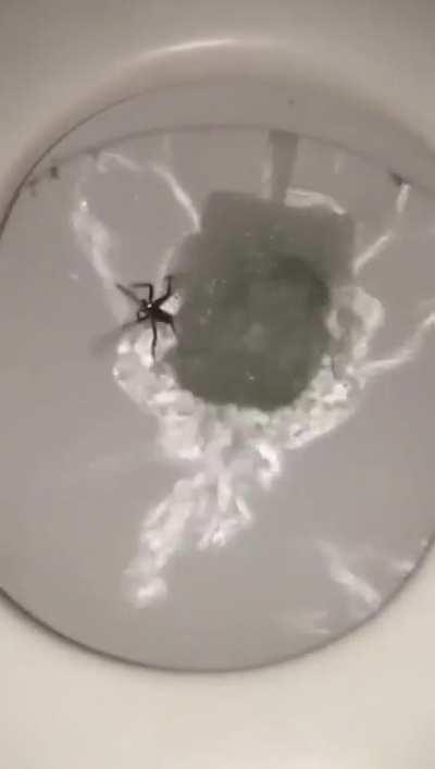 To flush a spider down the toilet