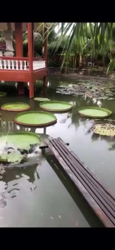 No that’s not how this works, that’s not how any of this works.