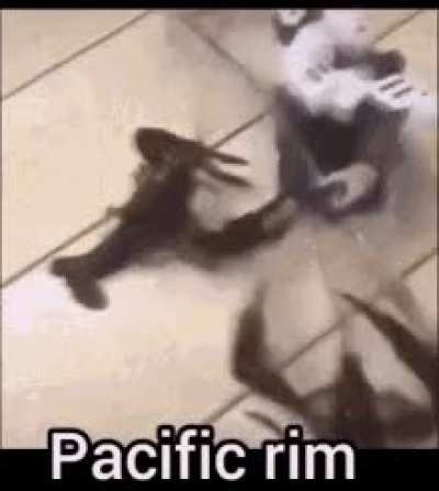 Give your best obscure pacific rim fact