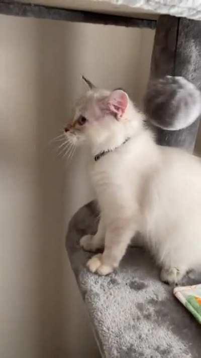 Asami tapping away 🥺