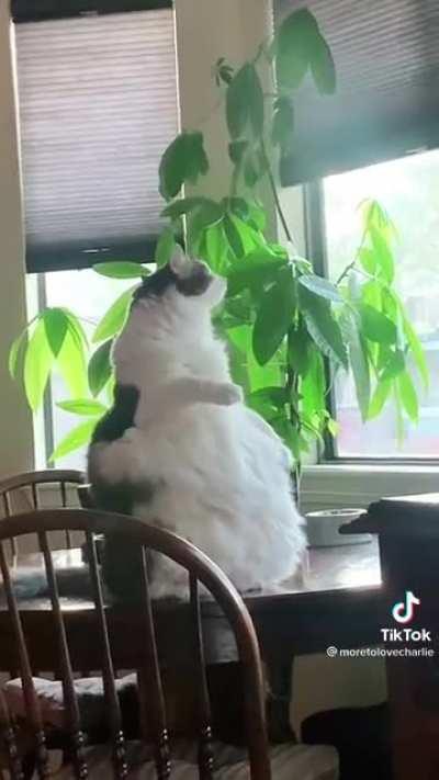 This Behemoth of a Cat