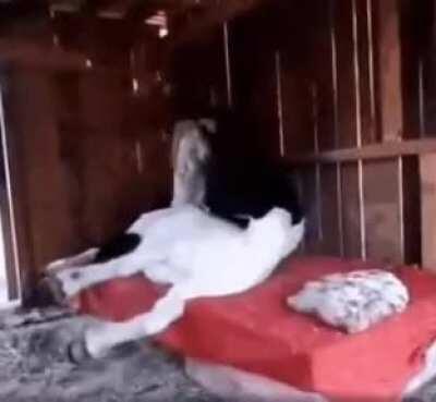 Just a horse being tucked in the bed