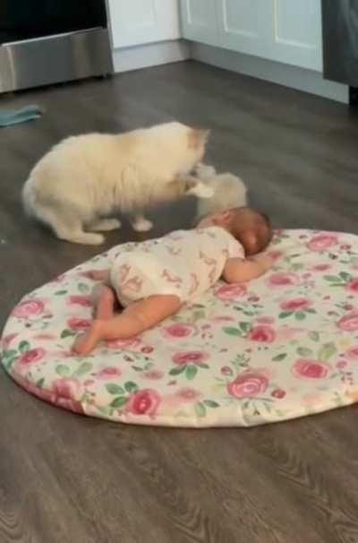 to make kitten and baby become friends
