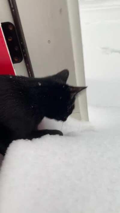 my cat seeing snow for the first time