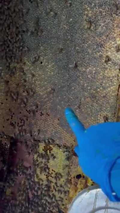 a fun surprise after breaking off the tile inside a bathroom