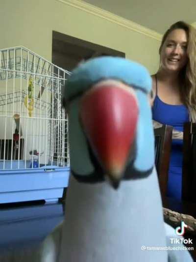 Birb kisses to make your day