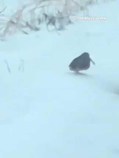 Melhor que o Original!