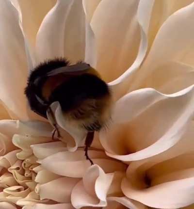 When bees get tired of flying and carrying pollen, they can fall asleep in flowers this way.