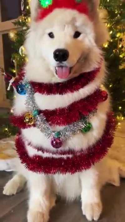 The most beautiful Christmas tree.