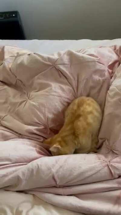 Round 2 vs. his tail