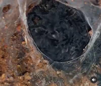 Oh hell nah bruh. I ain’t even scared of spiders and that made me nervous.