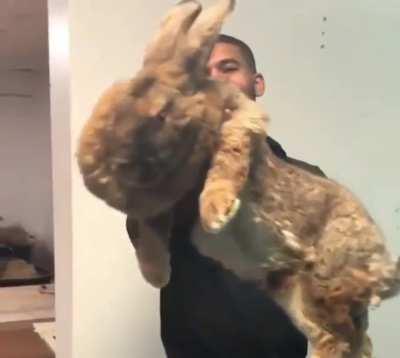 the size of that.. Rabbit?