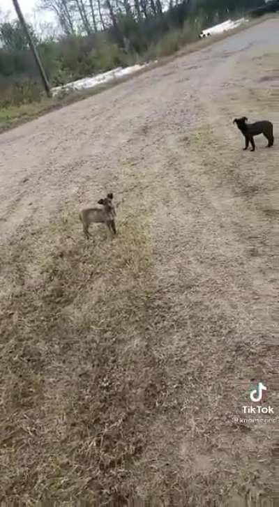 A South African horror story...Dogs who do not know voetsek.