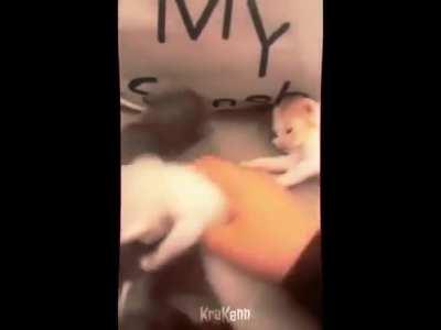 Mashallah the kitty prospers