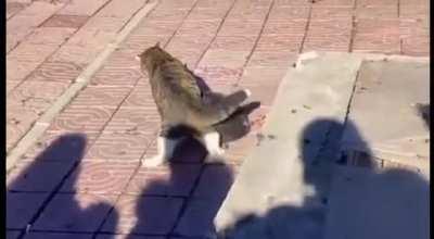 有什么比看猫猫打架还重要的事吗？