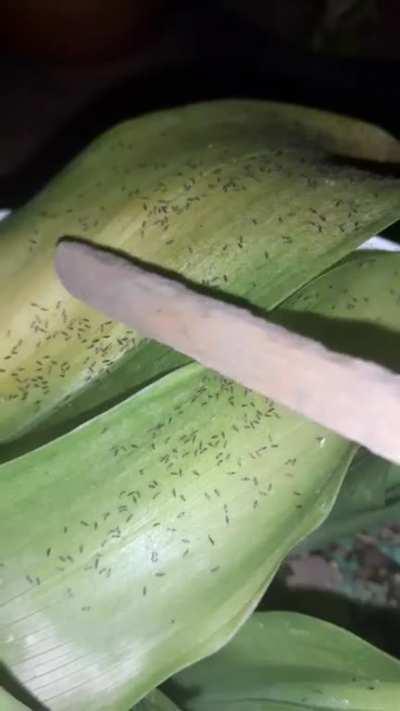 Invasion de bichitos (CABA) segun Google son Trips, vuelan, saltan, pican