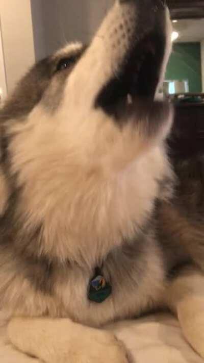 Morning chats with Meeko.