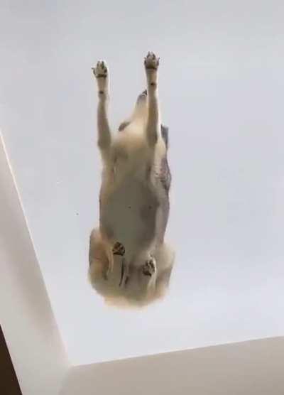 Husky lounging on the Ceiling