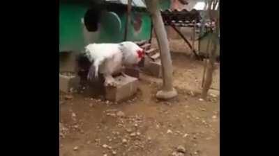 I can't believe my eyes... what a giant chicken..