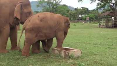 Older elephant keeps baby away from an open well