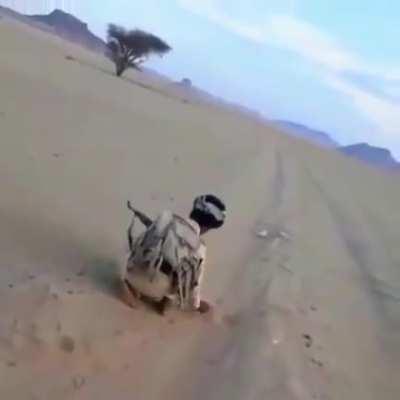 The tracer cigarette lighter