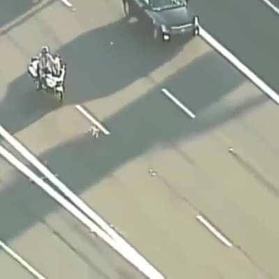 Amazing rescue of a puppy on highway…