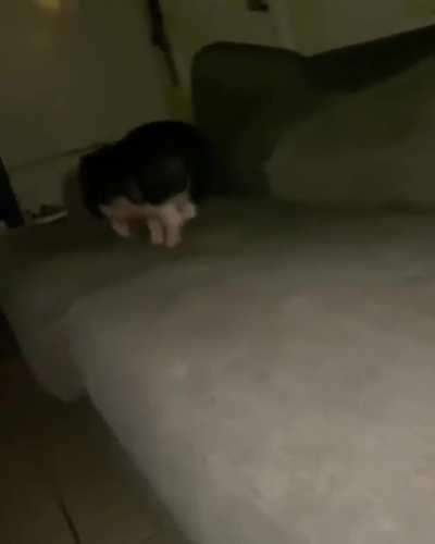 Little pig running all over the couch