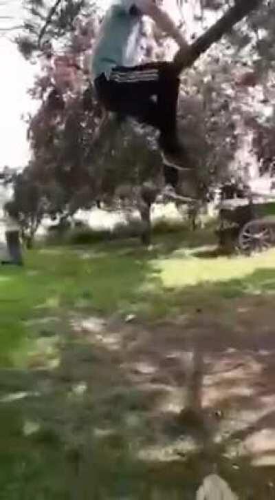 Playing on a tree...