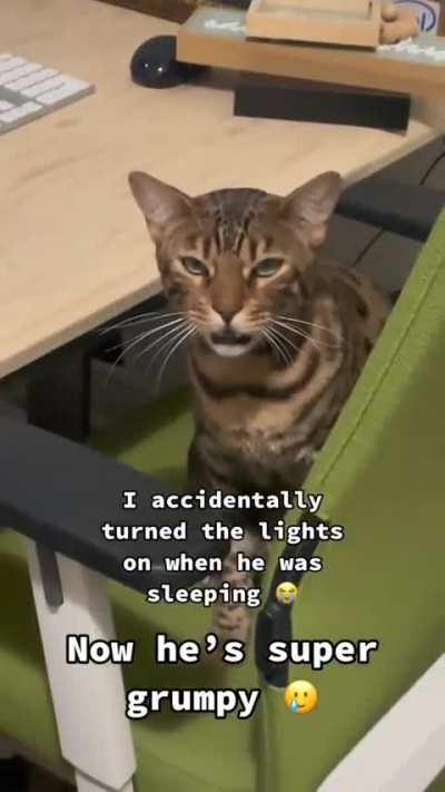 The longest (And most disappointed) meowing in history 