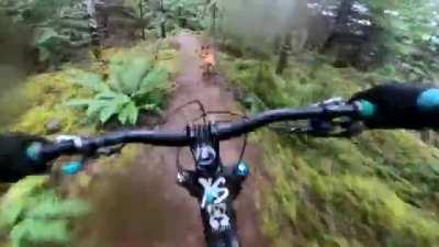 POV of a trail dog absolutely smoking it down a mountain
